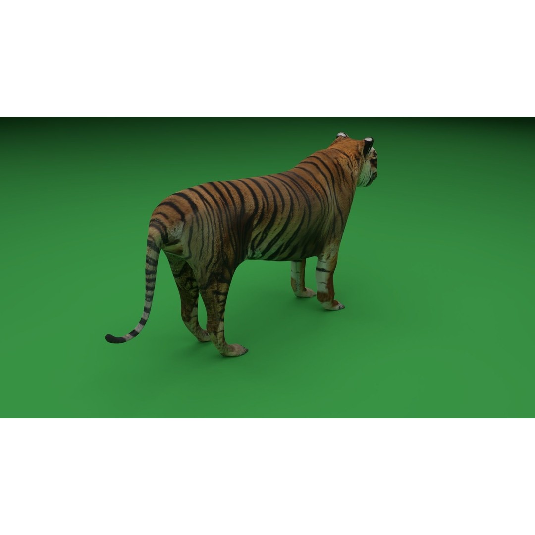 Tiger 3D Model – Low Poly Game Asset, FBX, PBR Textures - View 10