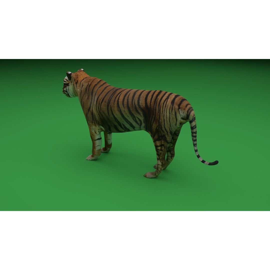 Tiger 3D Model – Low Poly Game Asset, FBX, PBR Textures - View 12