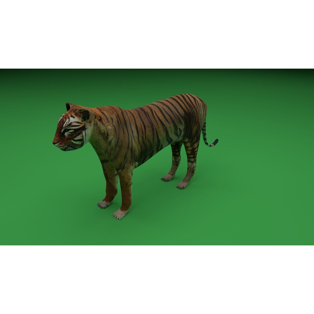 Tiger 3D Model – Low Poly Game Asset, FBX, PBR Textures - View 14