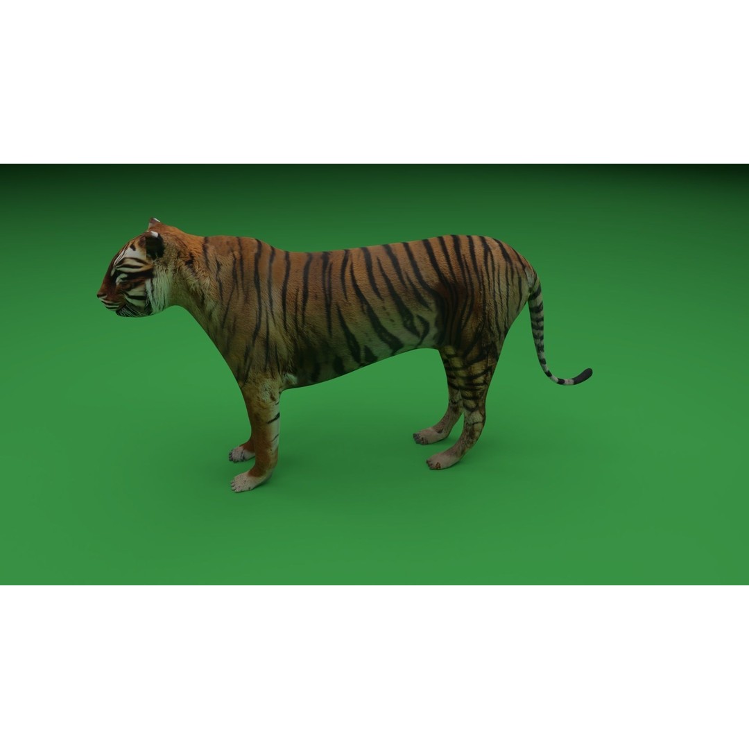 Tiger 3D Model – Low Poly Game Asset, FBX, PBR Textures - View 4