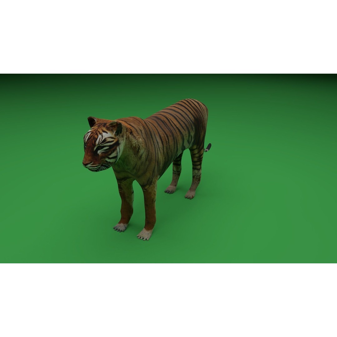 Tiger 3D Model – Low Poly Game Asset, FBX, PBR Textures - View 5