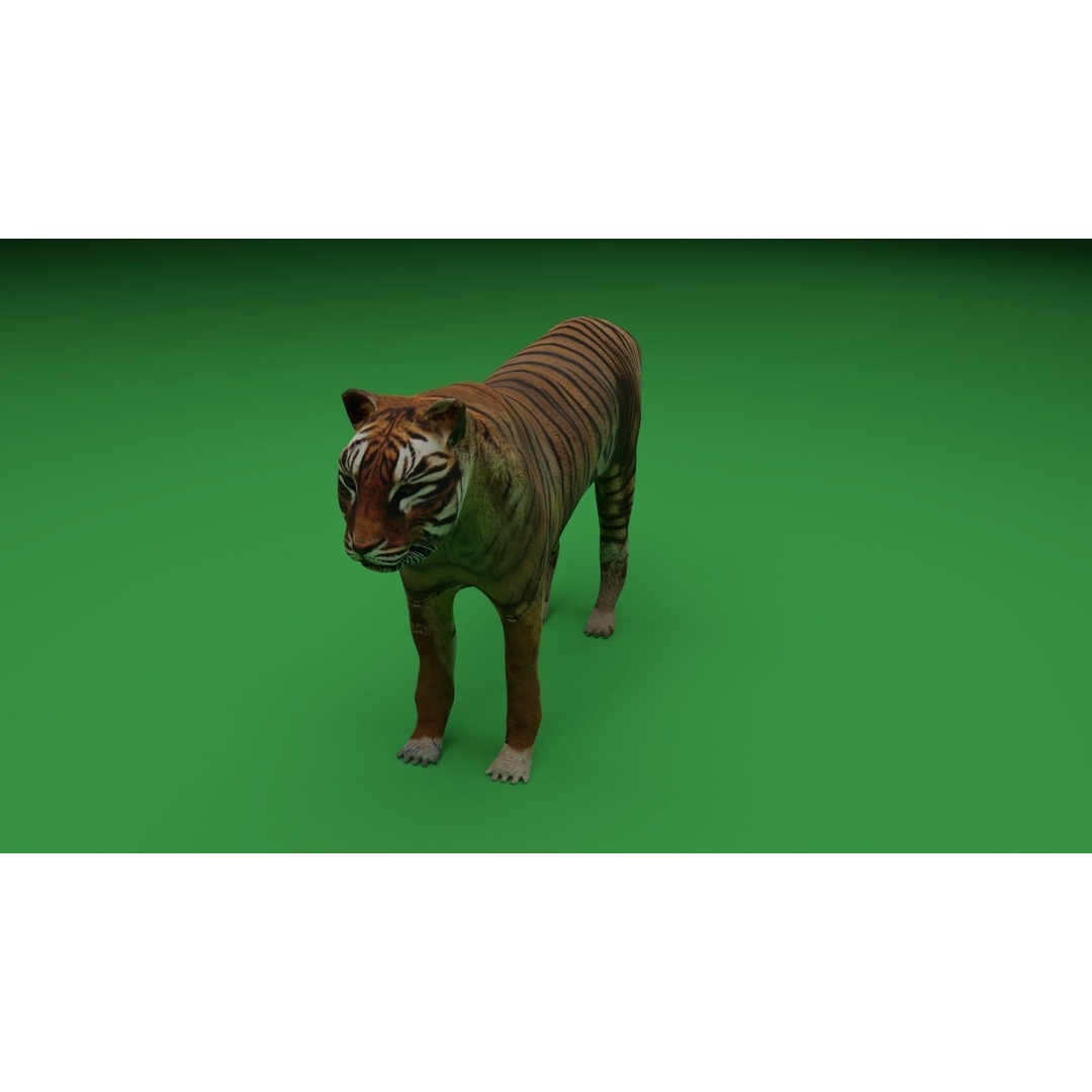Tiger 3D Model – Low Poly Game Asset, FBX, PBR Textures - View 6