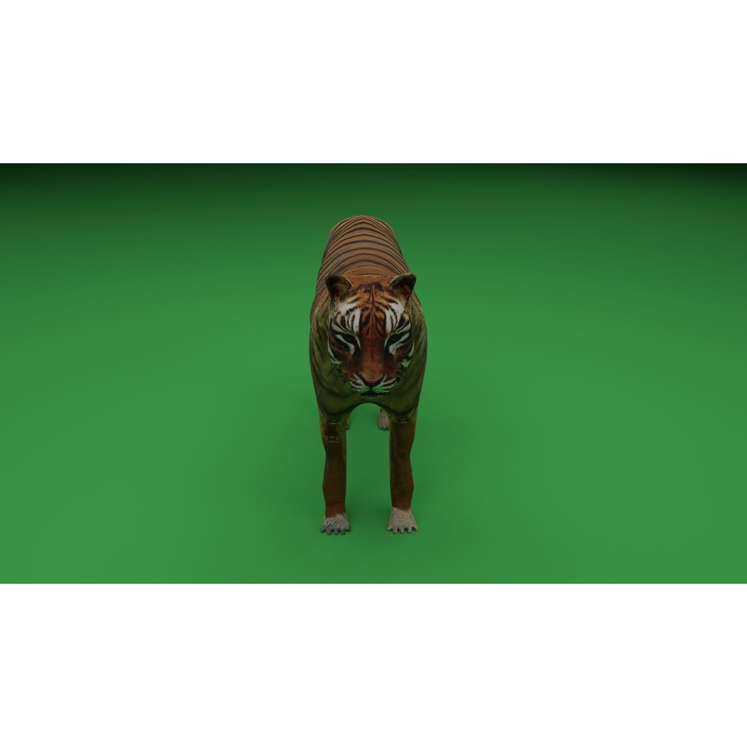 Tiger 3D Model – Low Poly Game Asset, FBX, PBR Textures - View 7
