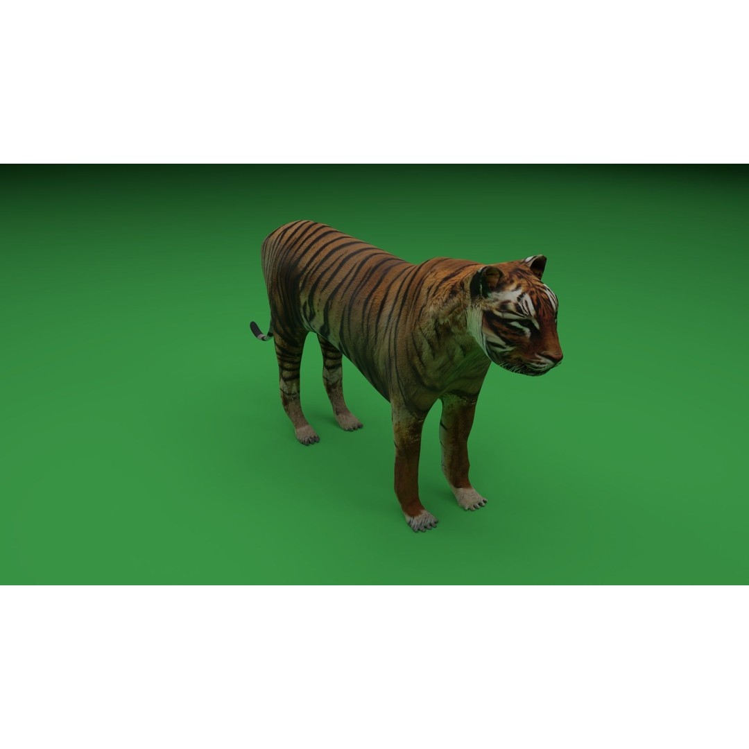 Tiger 3D Model – Low Poly Game Asset, FBX, PBR Textures - View 8
