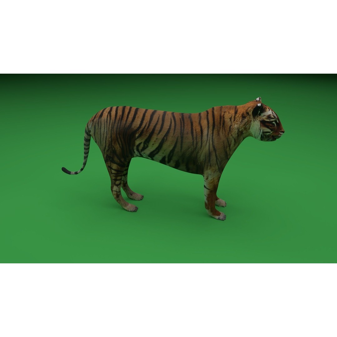 Tiger 3D Model – Low Poly Game Asset, FBX, PBR Textures - View 9