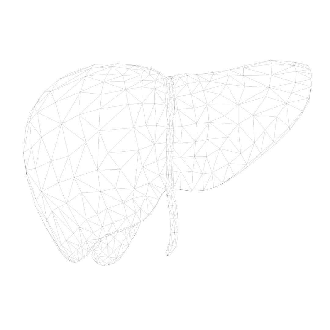 Human Liver 3D Model – Low Poly PBR Asset, FBX, OBJ