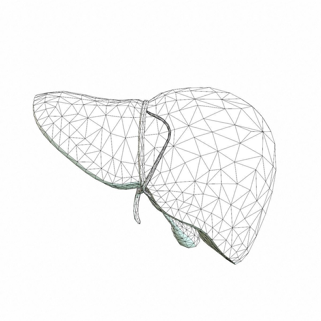 Human Liver 3D Model – Low Poly PBR Asset, FBX, OBJ - View 11