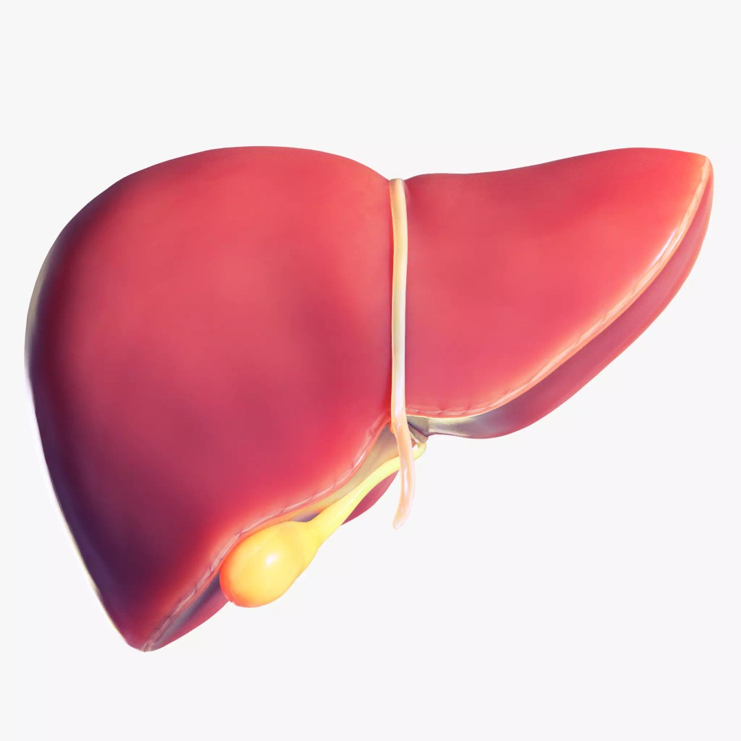 Human Liver 3D Model – Low Poly PBR Asset, FBX, OBJ - View 2