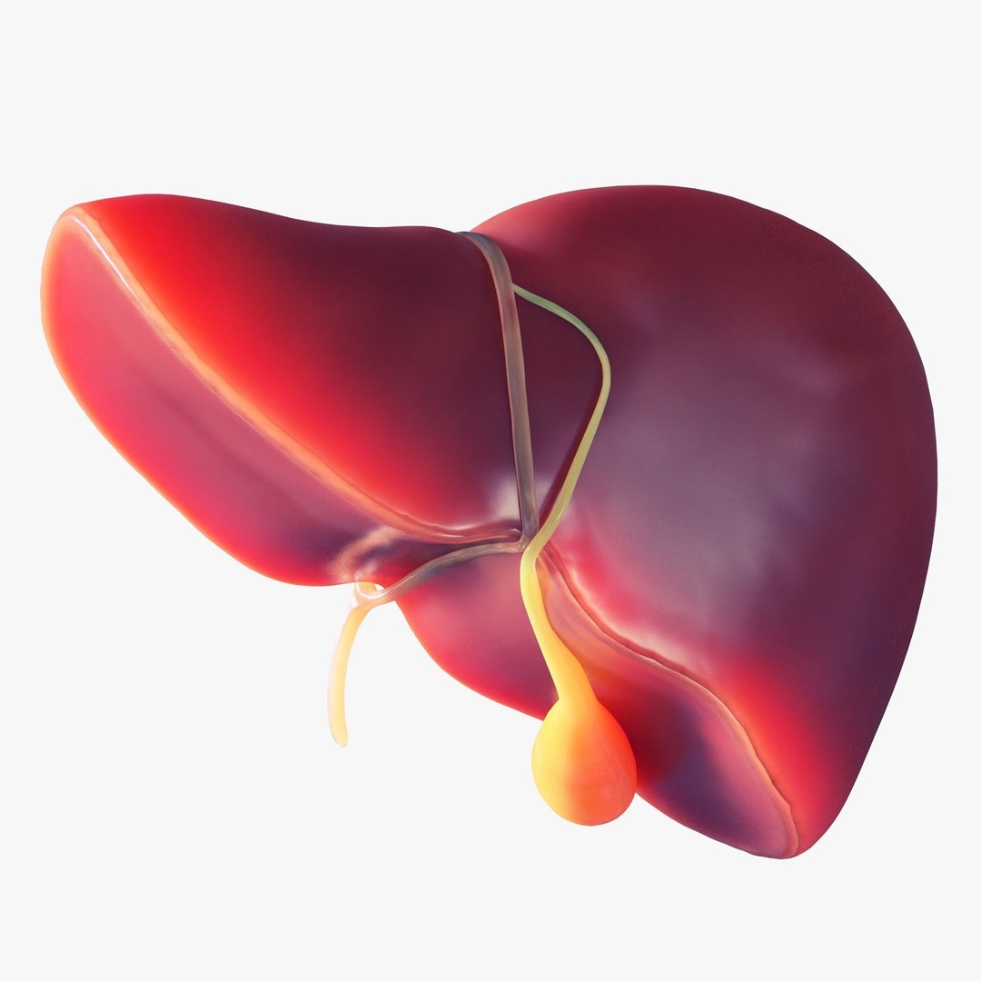 Human Liver 3D Model – Low Poly PBR Asset, FBX, OBJ - View 3