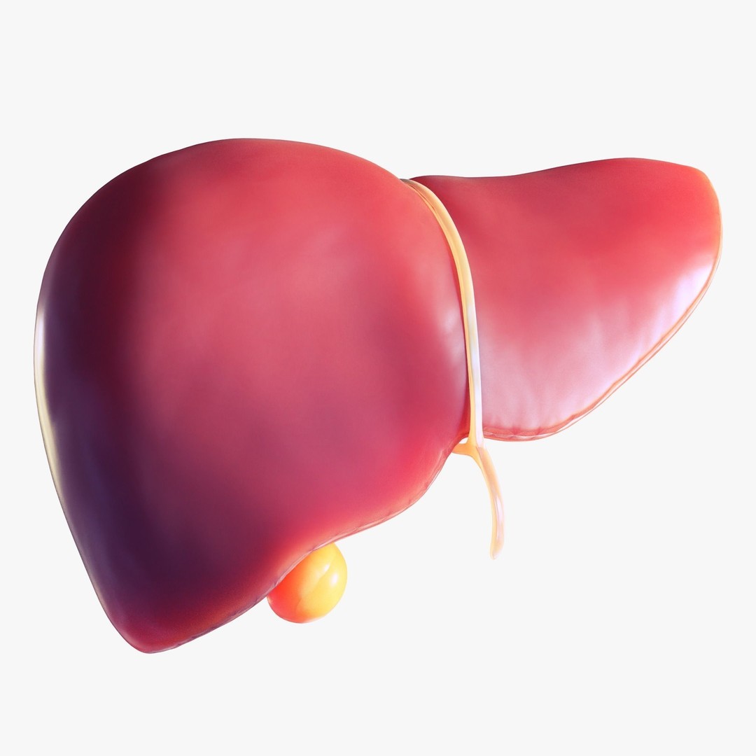 Human Liver 3D Model – Low Poly PBR Asset, FBX, OBJ - View 4