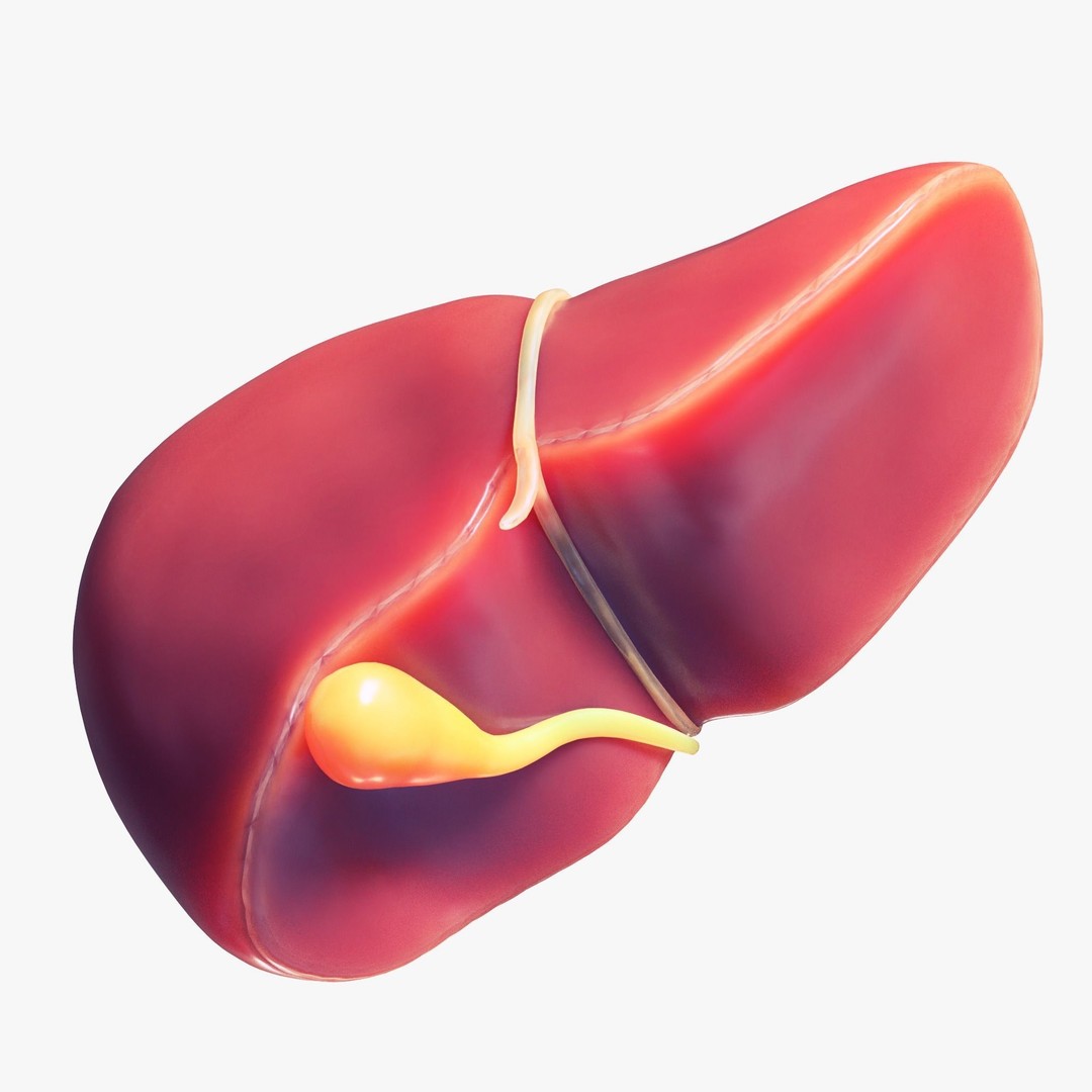 Human Liver 3D Model – Low Poly PBR Asset, FBX, OBJ - View 5