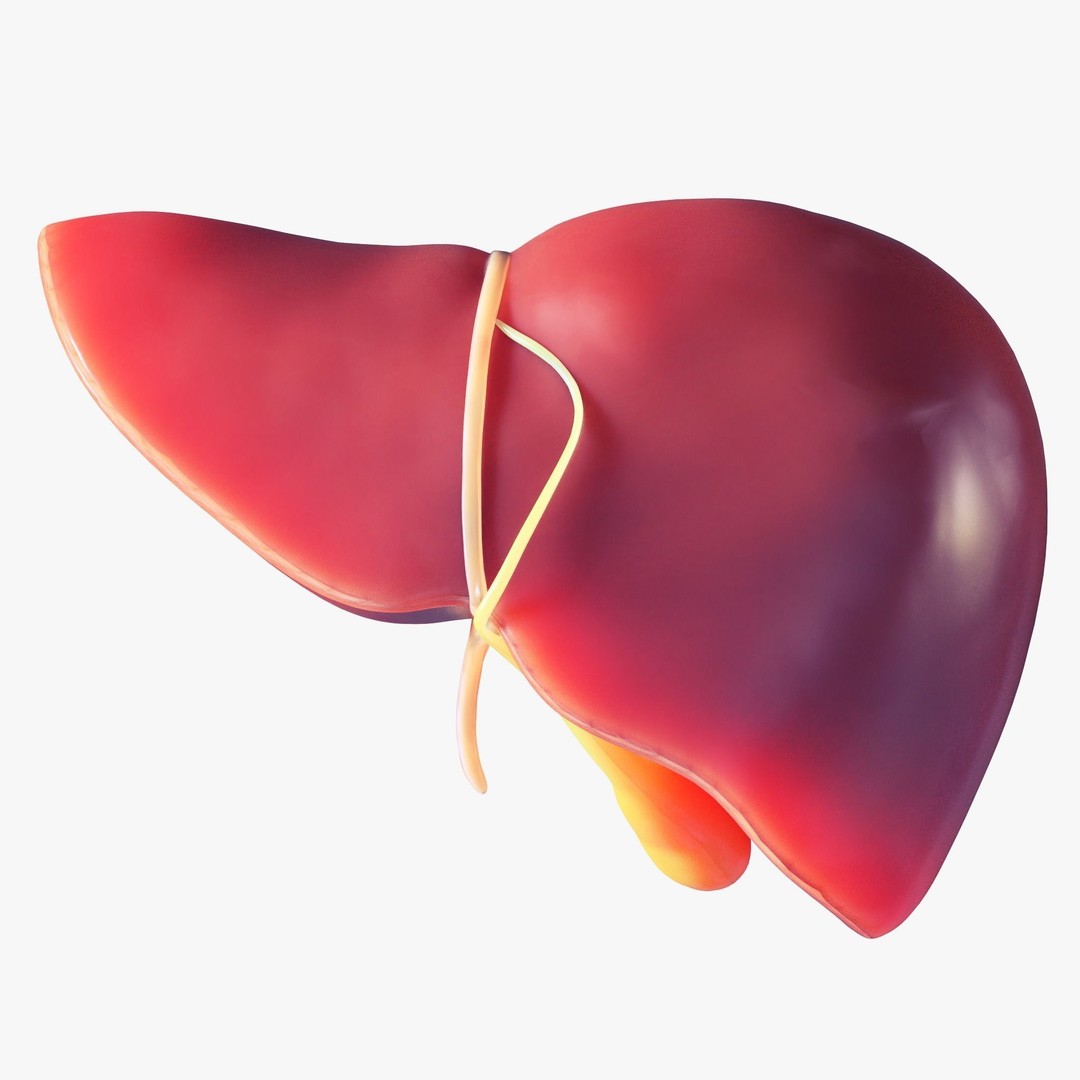 Human Liver 3D Model – Low Poly PBR Asset, FBX, OBJ - View 6