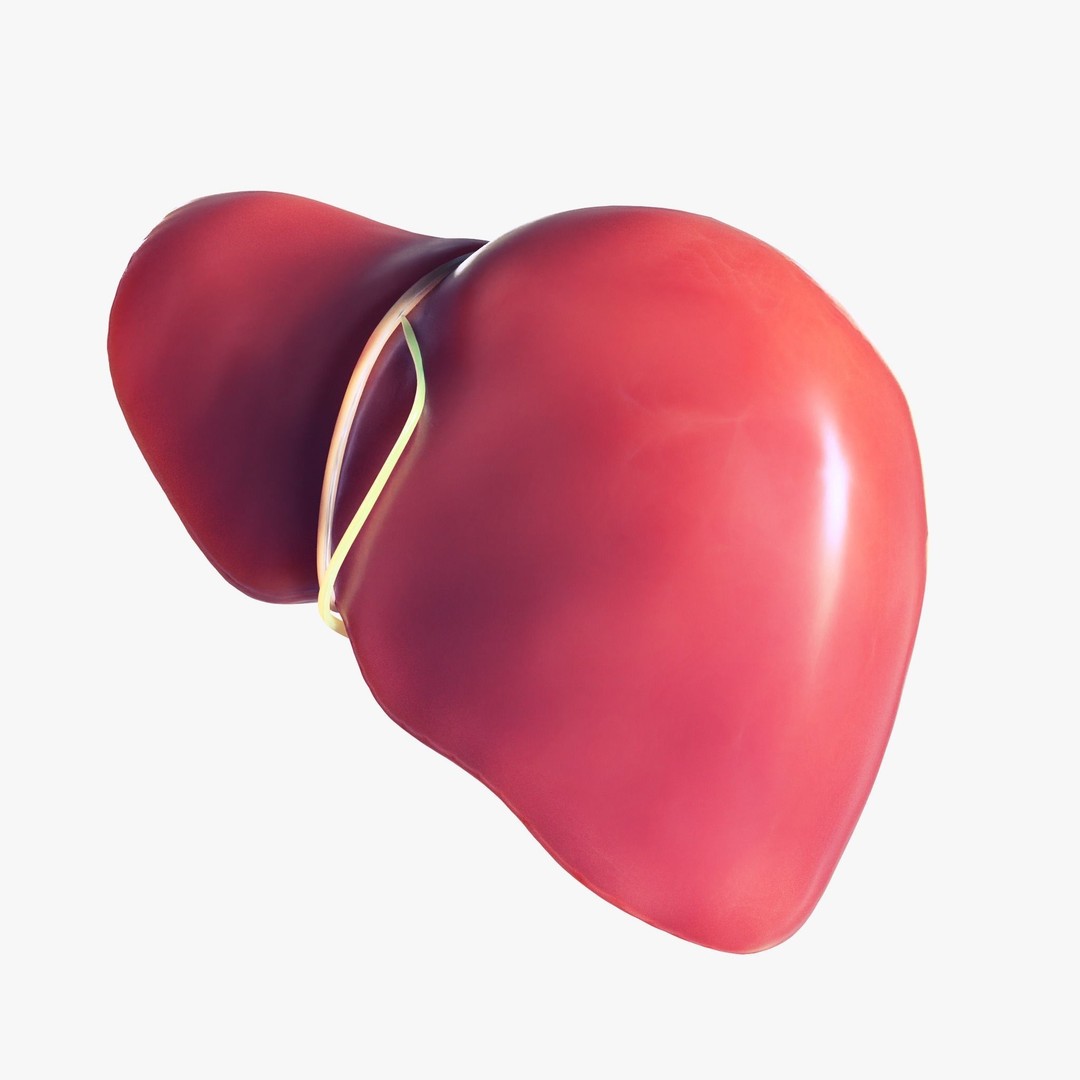 Human Liver 3D Model – Low Poly PBR Asset, FBX, OBJ - View 7