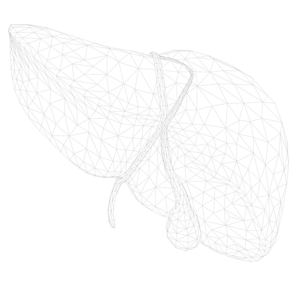 Human Liver 3D Model – Low Poly PBR Asset, FBX, OBJ - View 9