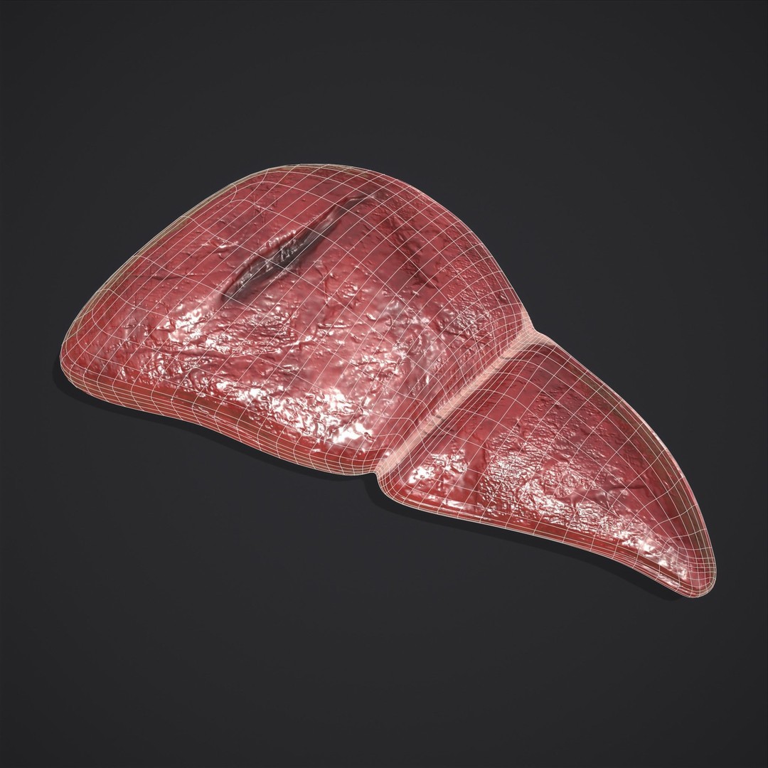 Human Liver 3D Model – Low Poly PBR Anatomy Asset, FBX