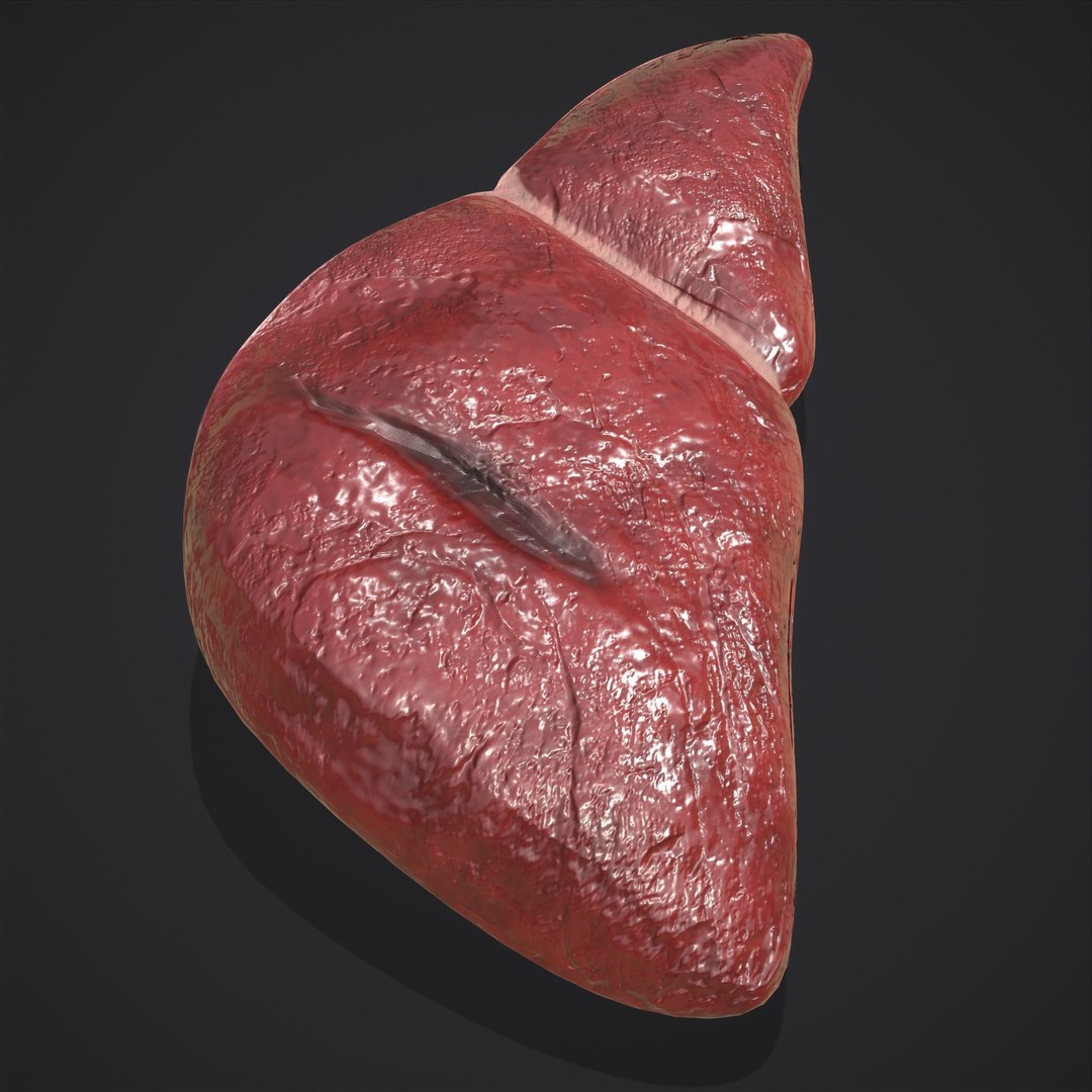 Human Liver 3D Model – Low Poly PBR Anatomy Asset, FBX - View 10