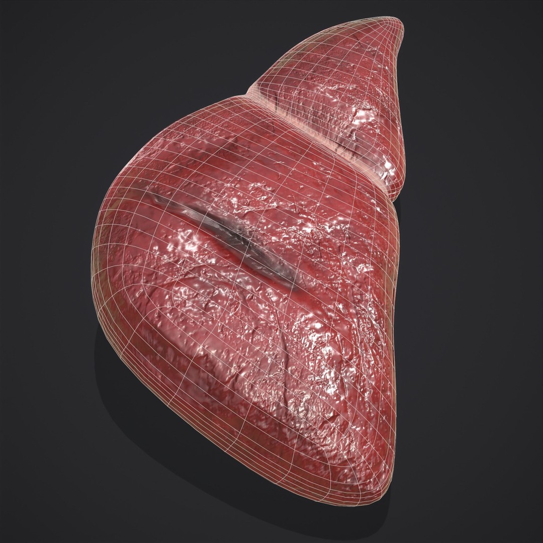 Human Liver 3D Model – Low Poly PBR Anatomy Asset, FBX - View 11