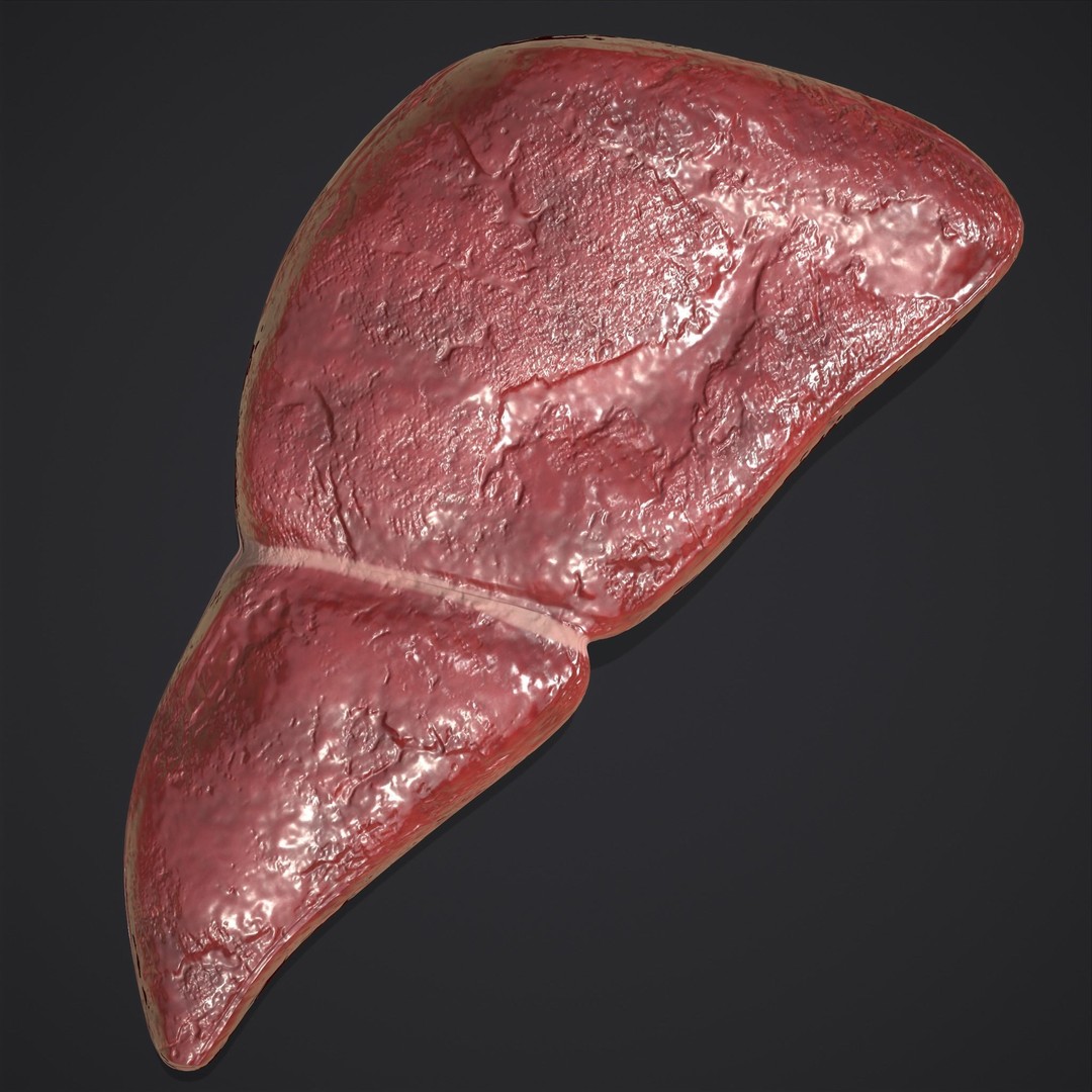 Human Liver 3D Model – Low Poly PBR Anatomy Asset, FBX - View 12