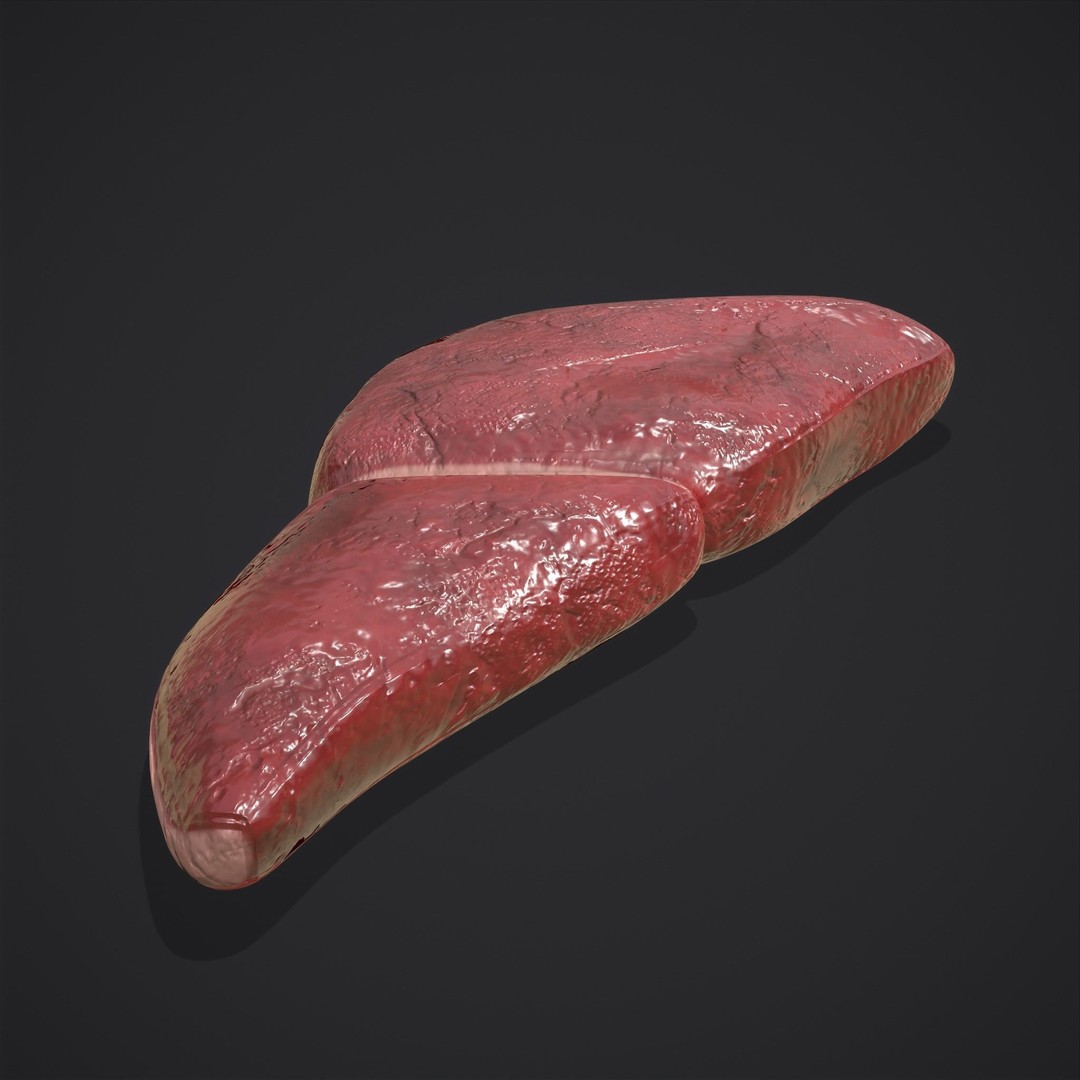 Human Liver 3D Model – Low Poly PBR Anatomy Asset, FBX - View 13