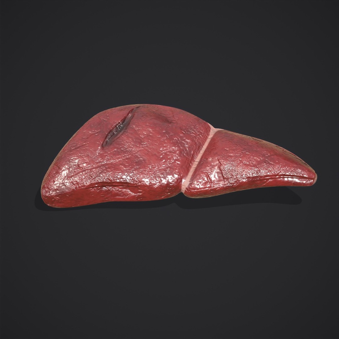 Human Liver 3D Model – Low Poly PBR Anatomy Asset, FBX - View 14