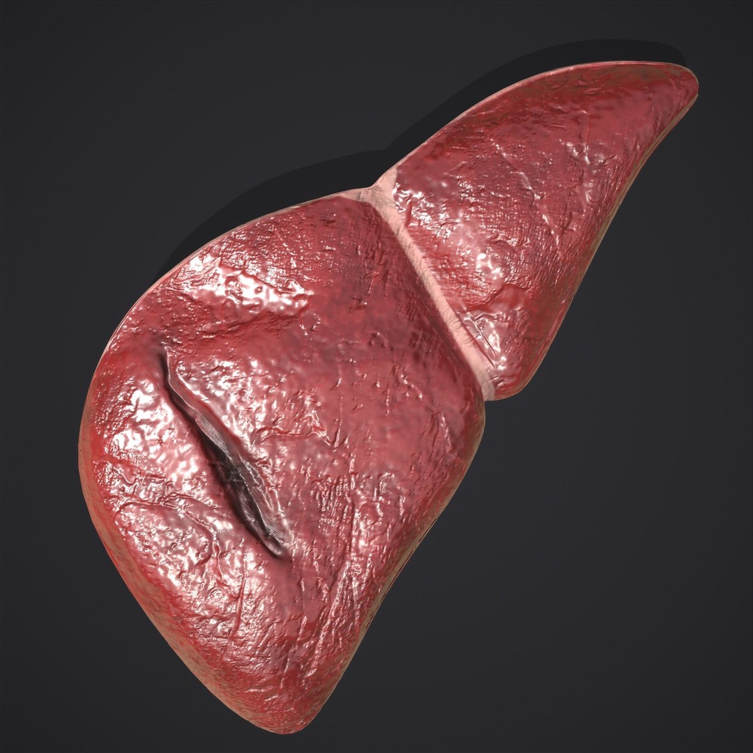 Human Liver 3D Model – Low Poly PBR Anatomy Asset, FBX - View 15