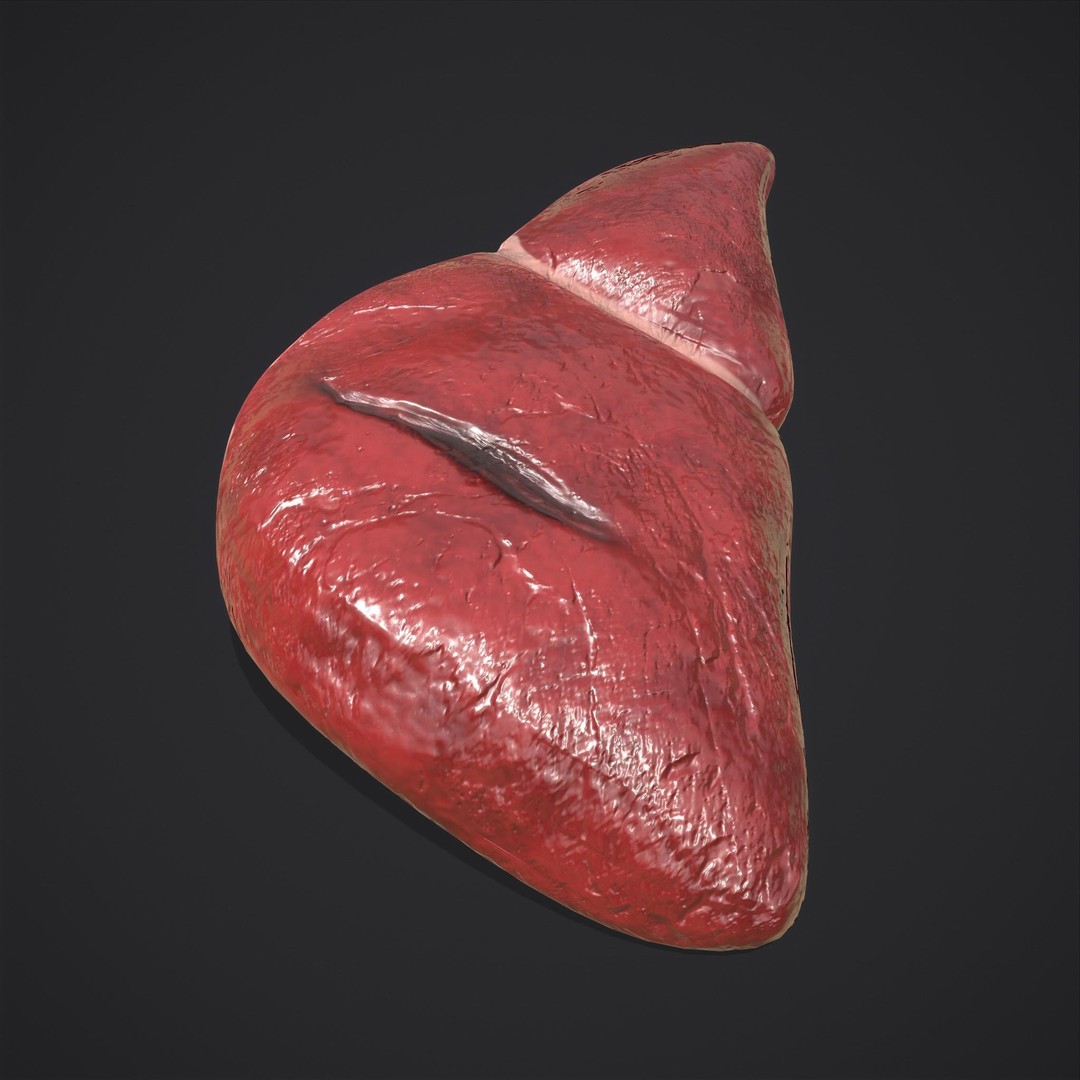 Human Liver 3D Model – Low Poly PBR Anatomy Asset, FBX - View 16