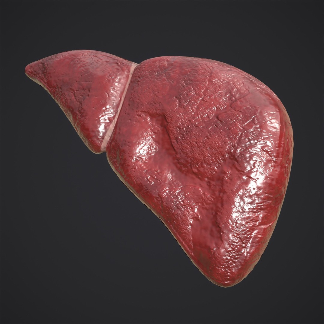 Human Liver 3D Model – Low Poly PBR Anatomy Asset, FBX - View 17