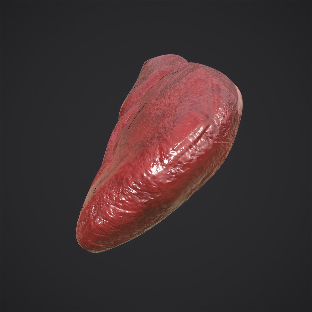Human Liver 3D Model – Low Poly PBR Anatomy Asset, FBX - View 18