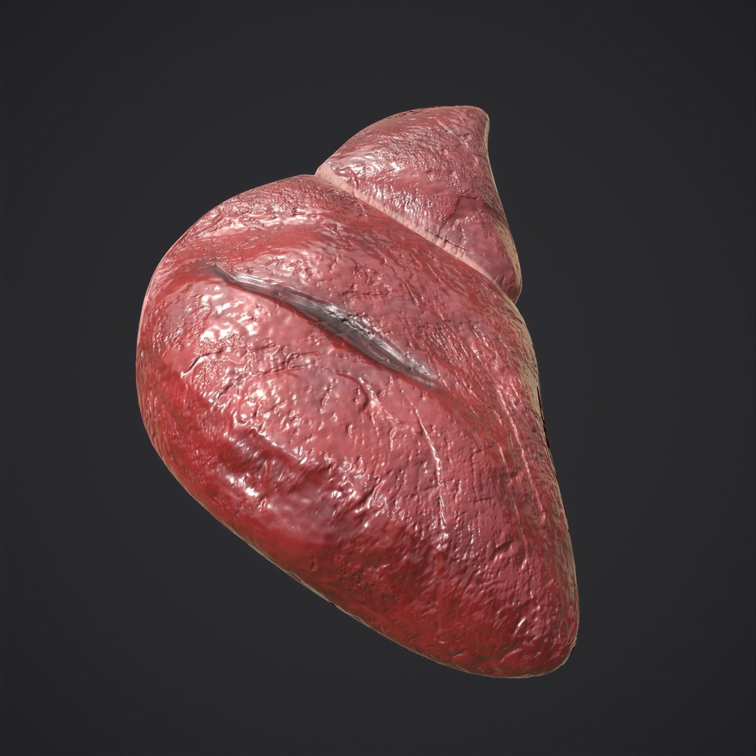 Human Liver 3D Model – Low Poly PBR Anatomy Asset, FBX - View 19