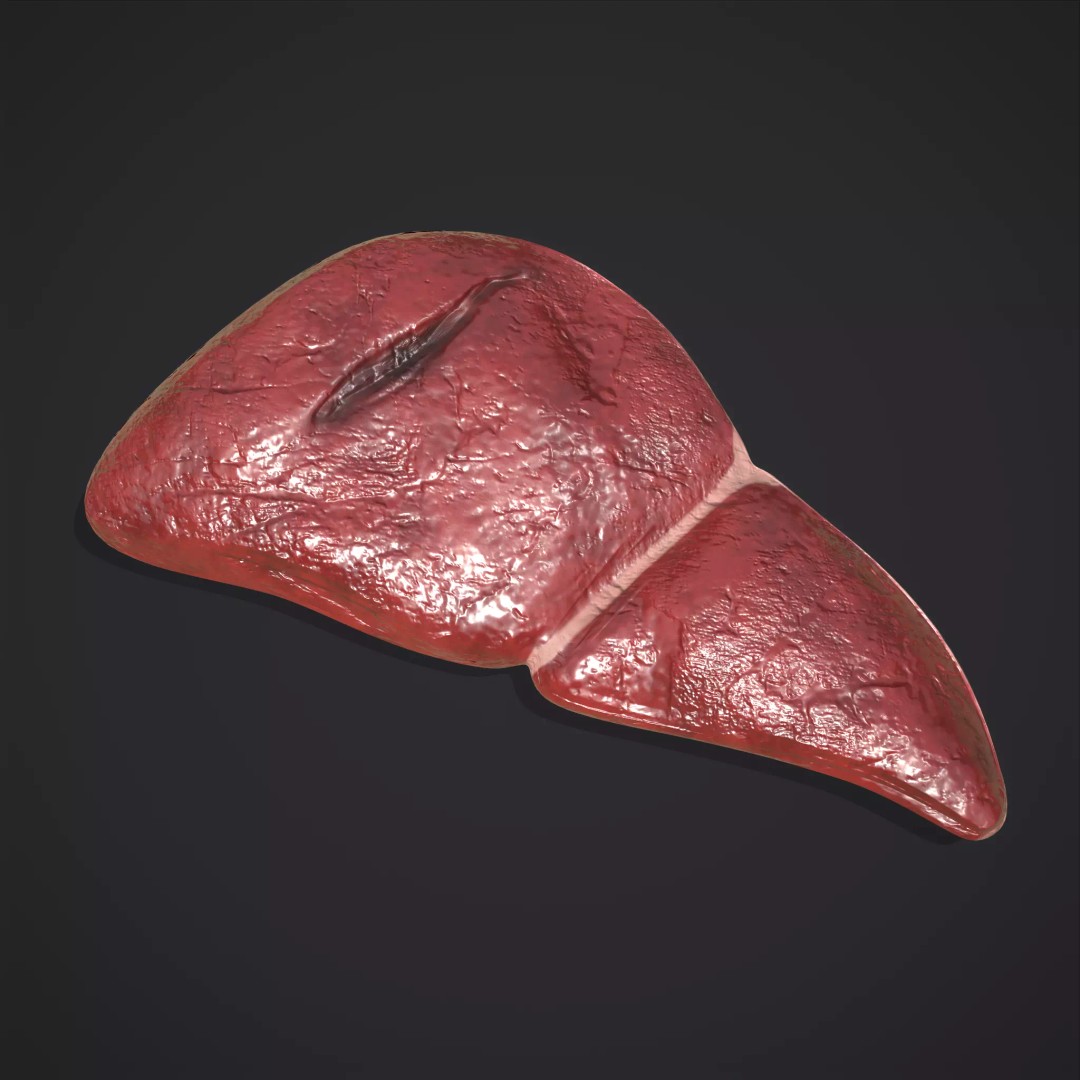 Human Liver 3D Model – Low Poly PBR Anatomy Asset, FBX - View 2