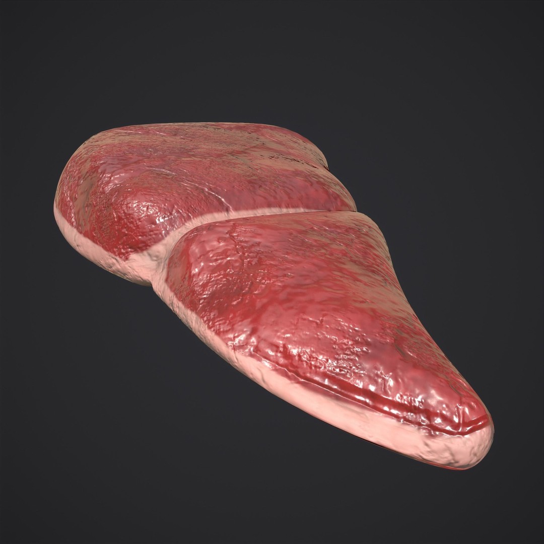 Human Liver 3D Model – Low Poly PBR Anatomy Asset, FBX - View 20