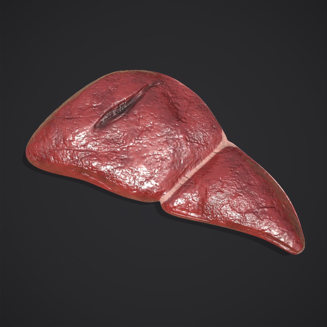 Human Liver 3D Model – Low Poly PBR Anatomy Asset, FBX - View 21