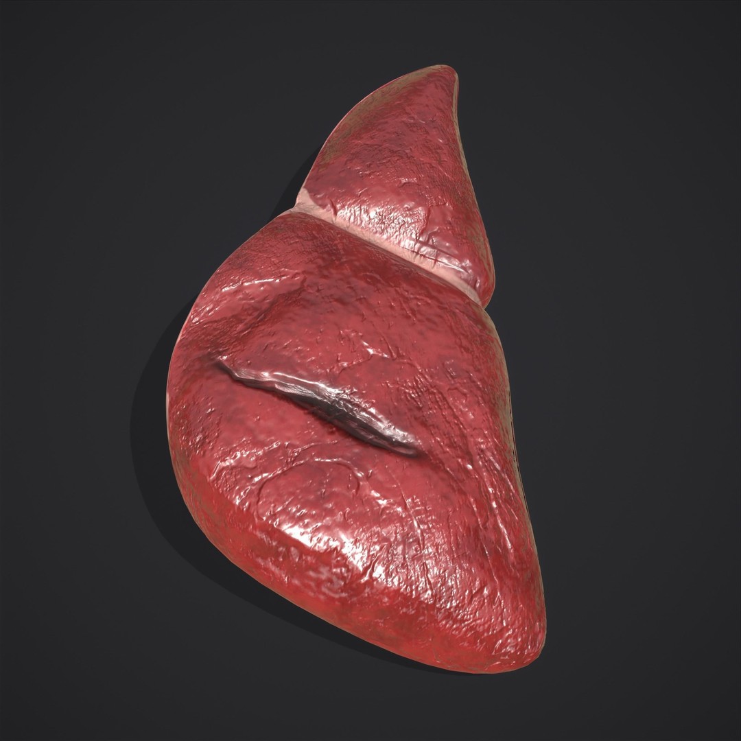 Human Liver 3D Model – Low Poly PBR Anatomy Asset, FBX - View 4