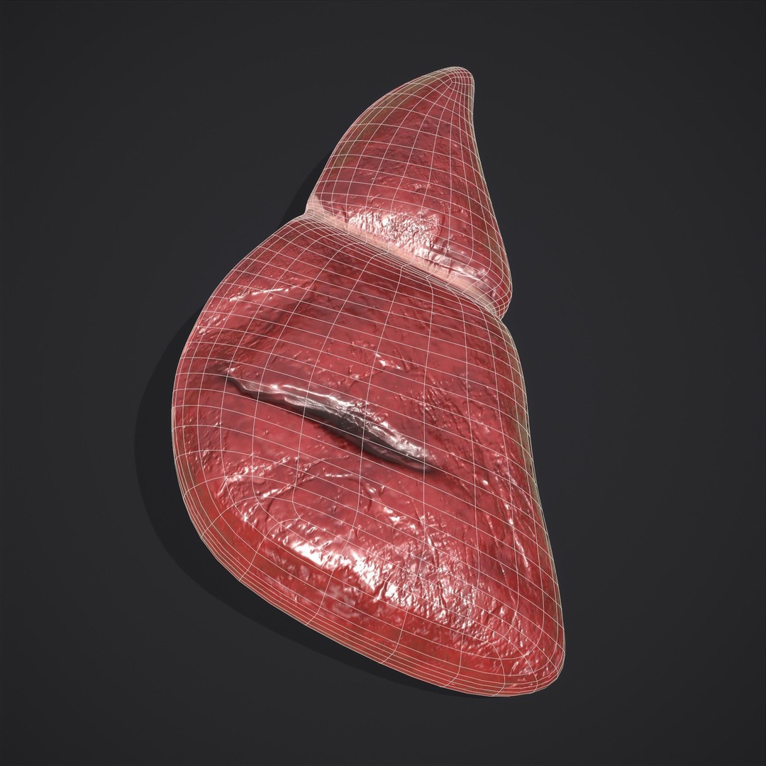 Human Liver 3D Model – Low Poly PBR Anatomy Asset, FBX - View 5