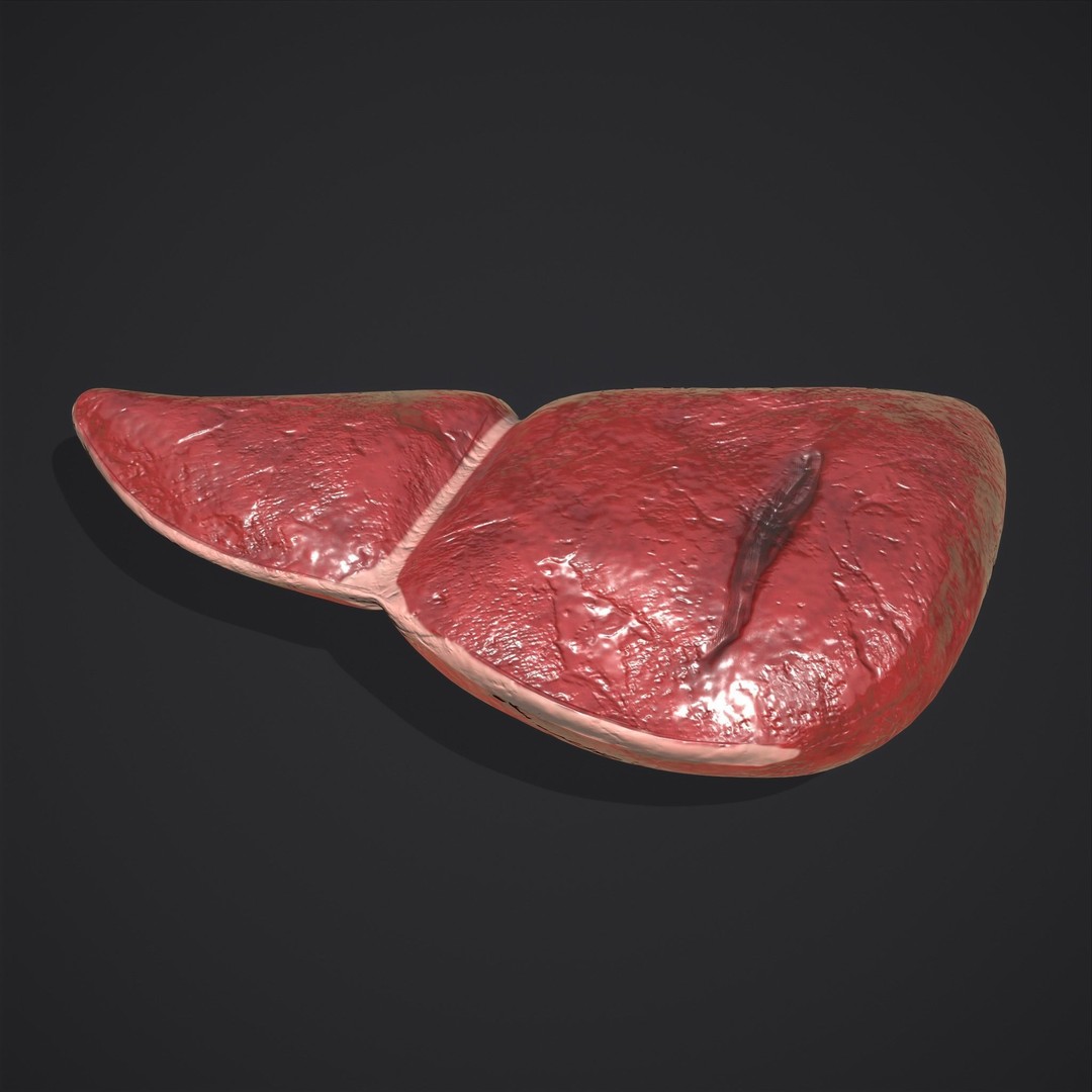 Human Liver 3D Model – Low Poly PBR Anatomy Asset, FBX - View 6