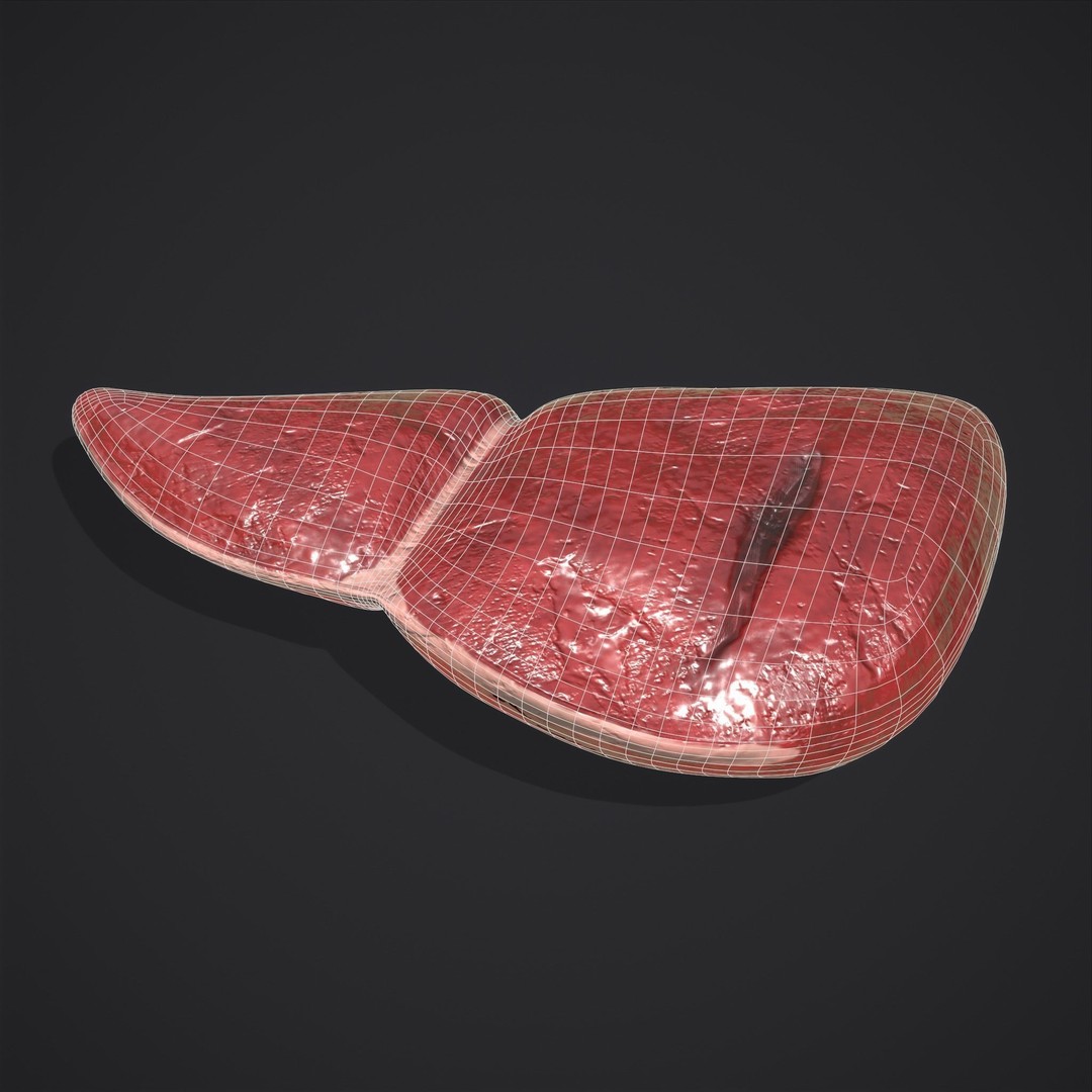 Human Liver 3D Model – Low Poly PBR Anatomy Asset, FBX - View 7