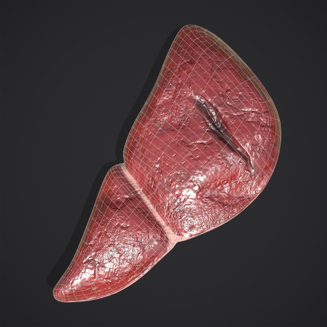 Human Liver 3D Model – Low Poly PBR Anatomy Asset, FBX - View 9