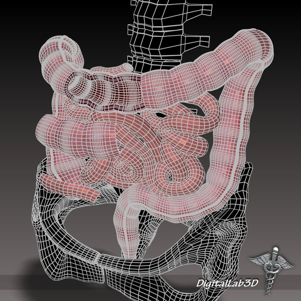 Human Intestines Anatomy 3D Model – Detailed Medical Visualization, FBX