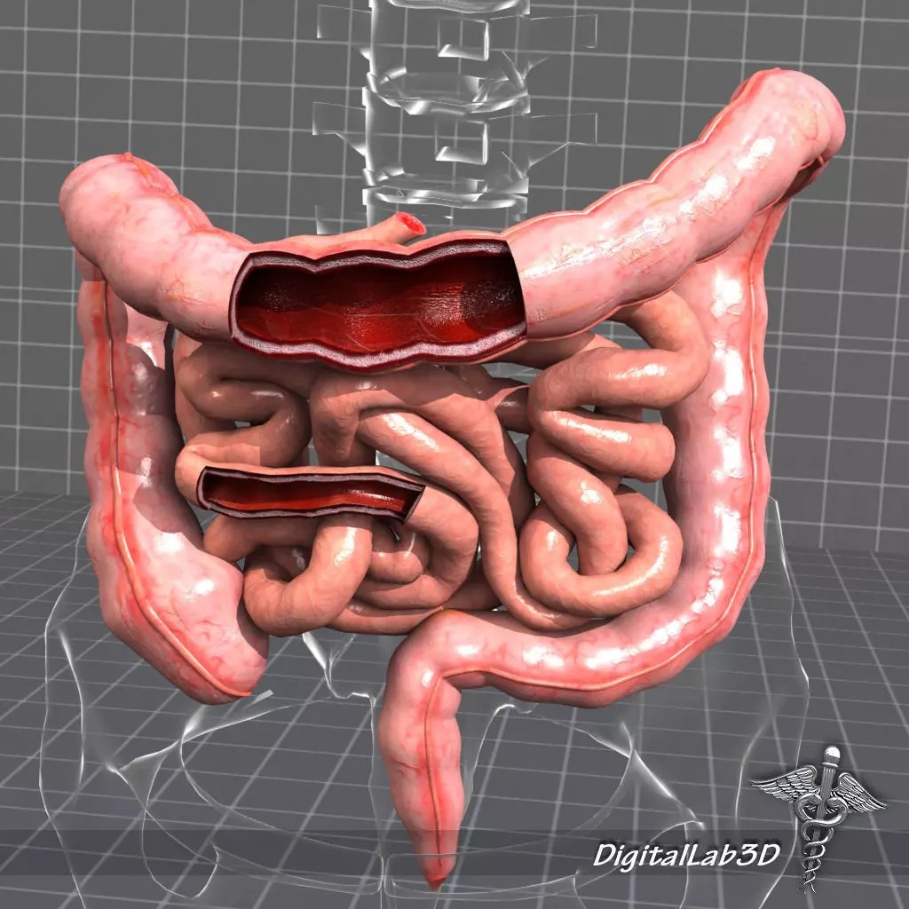 Human Intestines Anatomy 3D Model – Detailed Medical Visualization, FBX - View 2