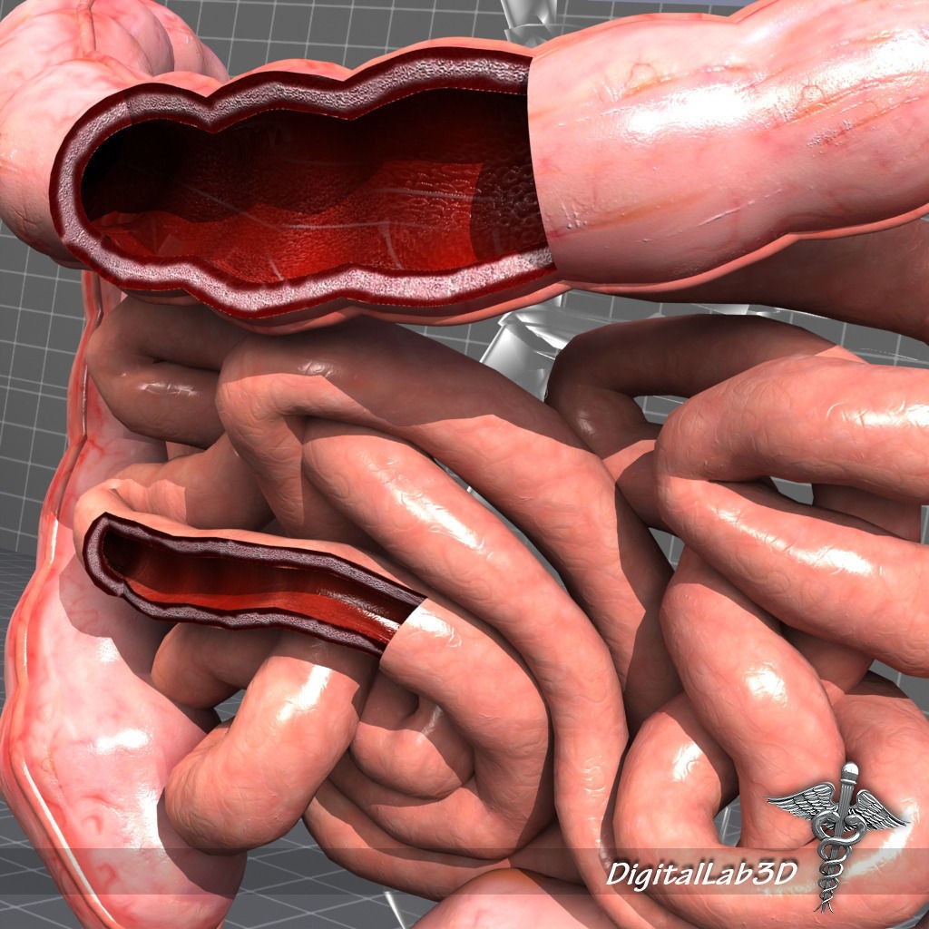 Human Intestines Anatomy 3D Model – Detailed Medical Visualization, FBX - View 3