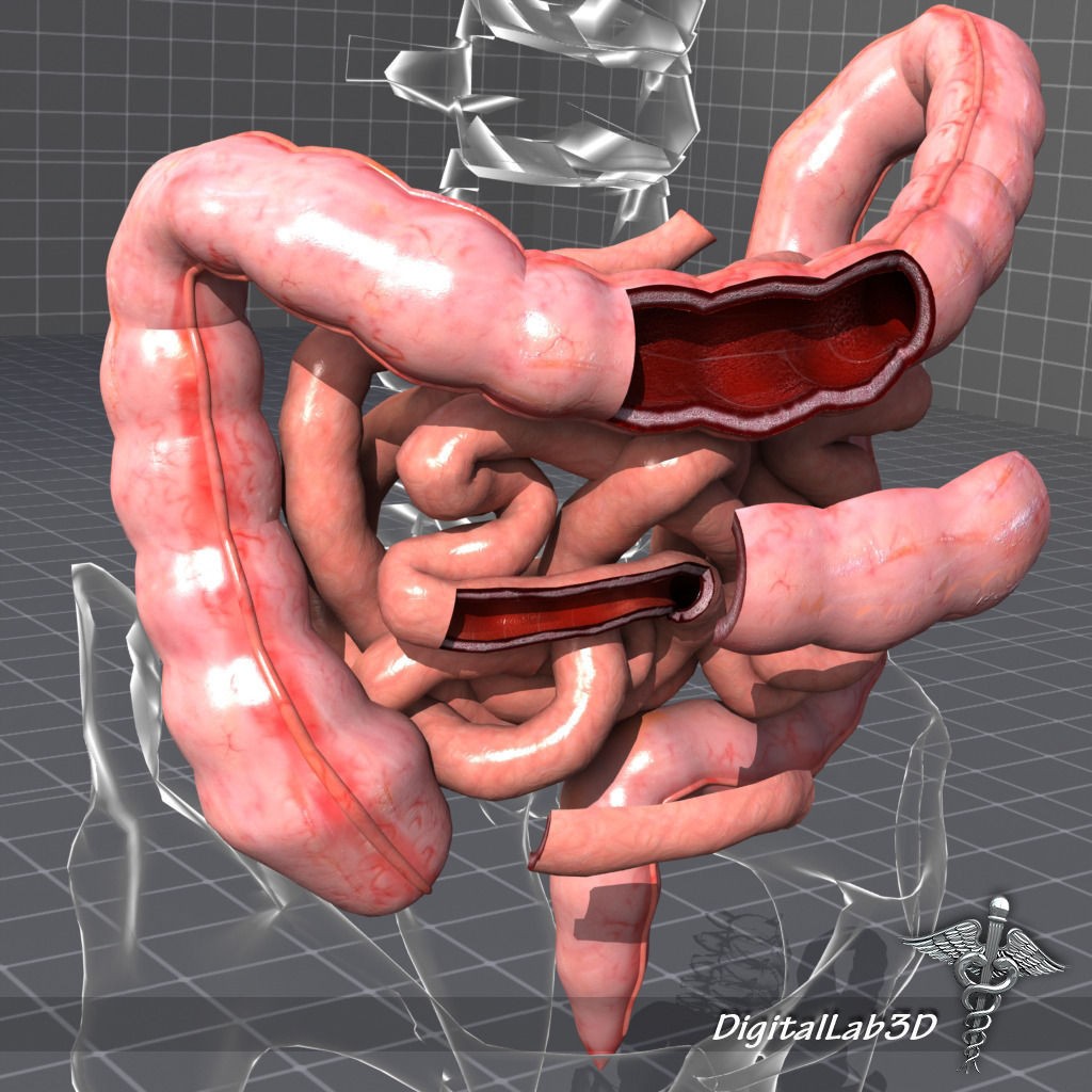 Human Intestines Anatomy 3D Model – Detailed Medical Visualization, FBX - View 4