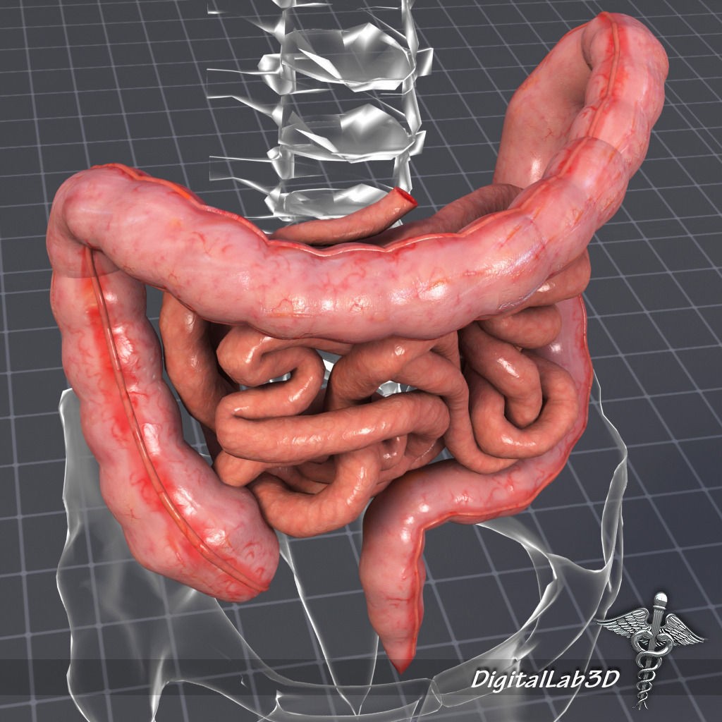 Human Intestines Anatomy 3D Model – Detailed Medical Visualization, FBX - View 5