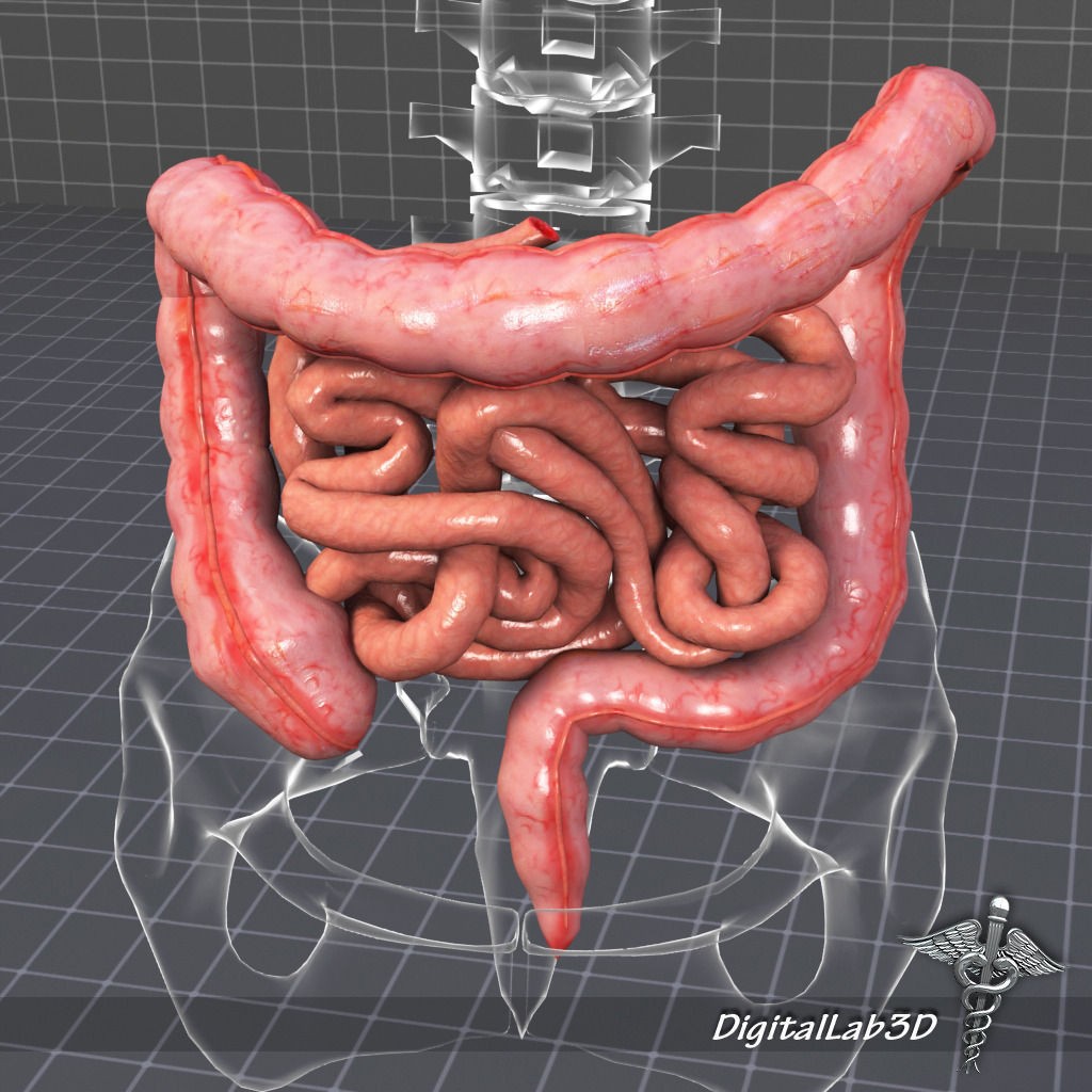 Human Intestines Anatomy 3D Model – Detailed Medical Visualization, FBX - View 6