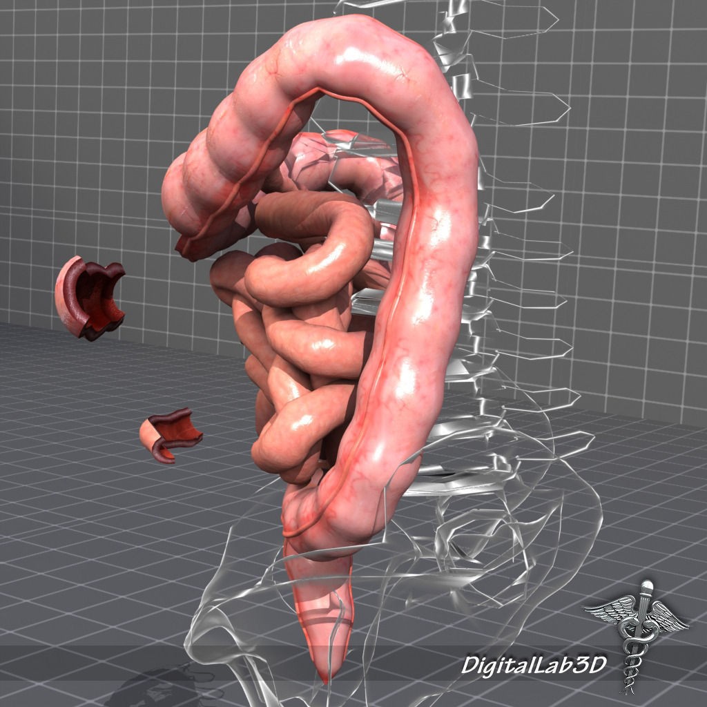 Human Intestines Anatomy 3D Model – Detailed Medical Visualization, FBX - View 7