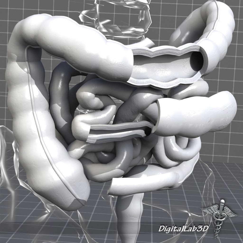 Human Intestines Anatomy 3D Model – Detailed Medical Visualization, FBX - View 8
