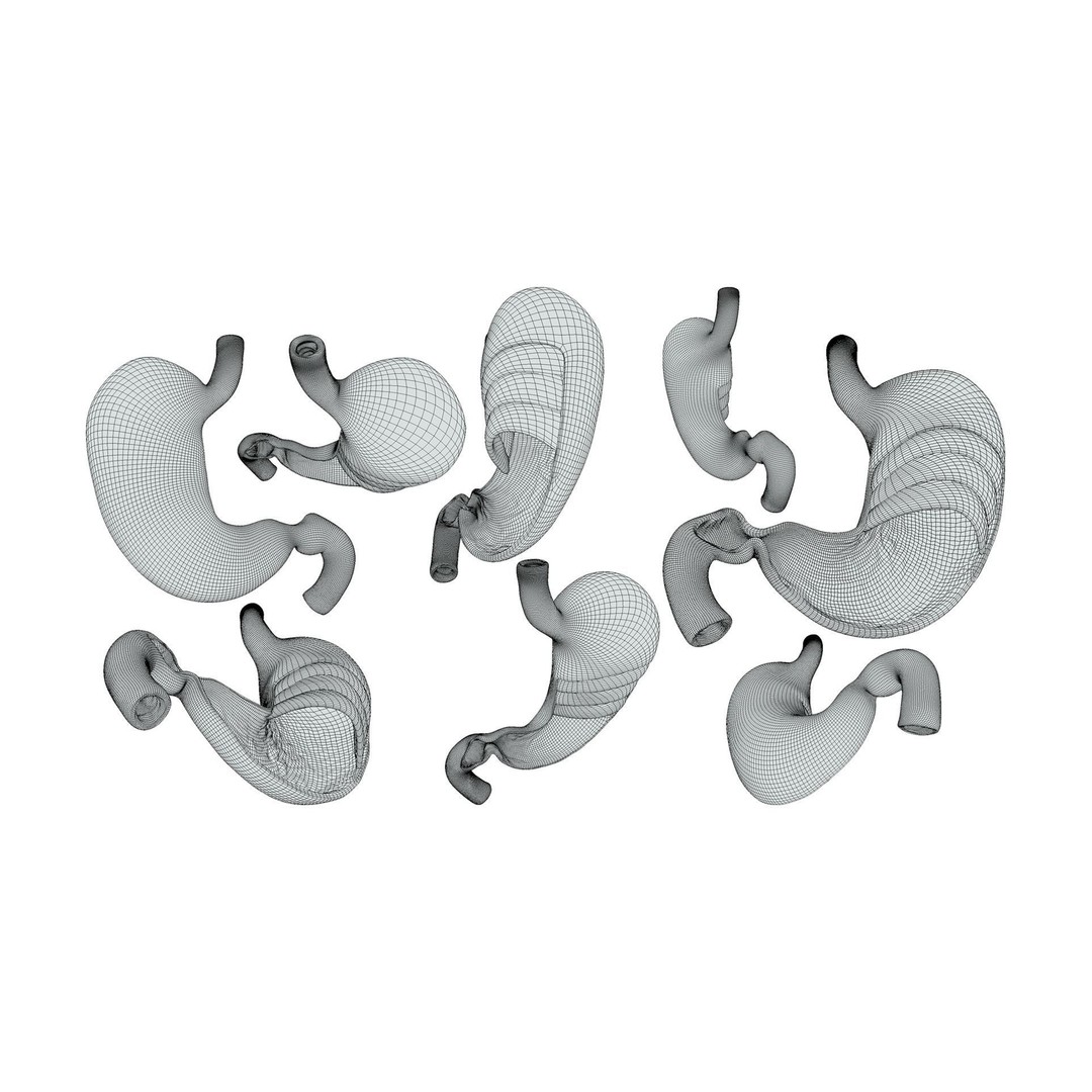 Stomach Cross Section 3D Model – PBR Anatomy Asset, FBX, OBJ