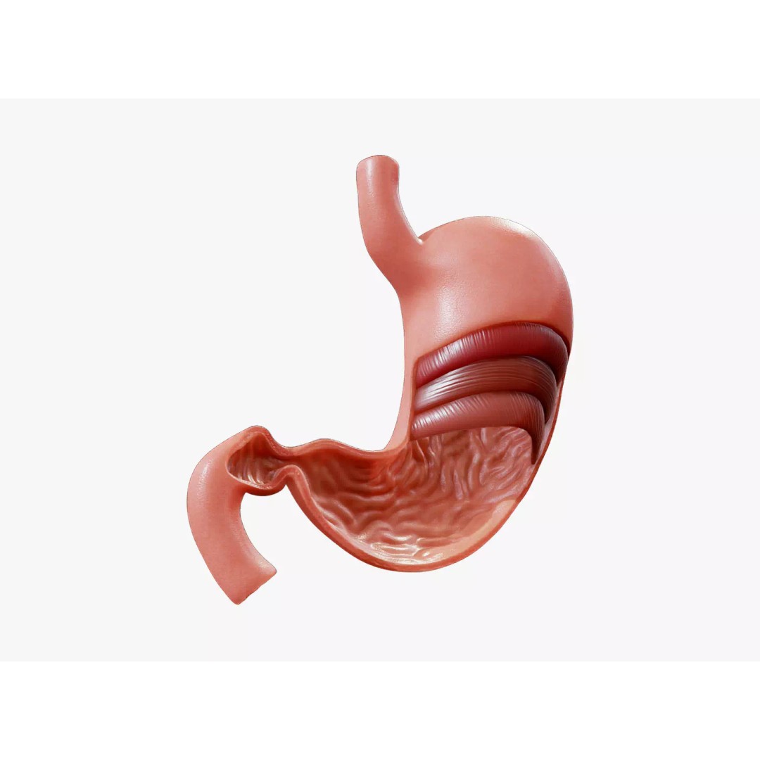 Stomach Cross Section 3D Model – PBR Anatomy Asset, FBX, OBJ - View 2