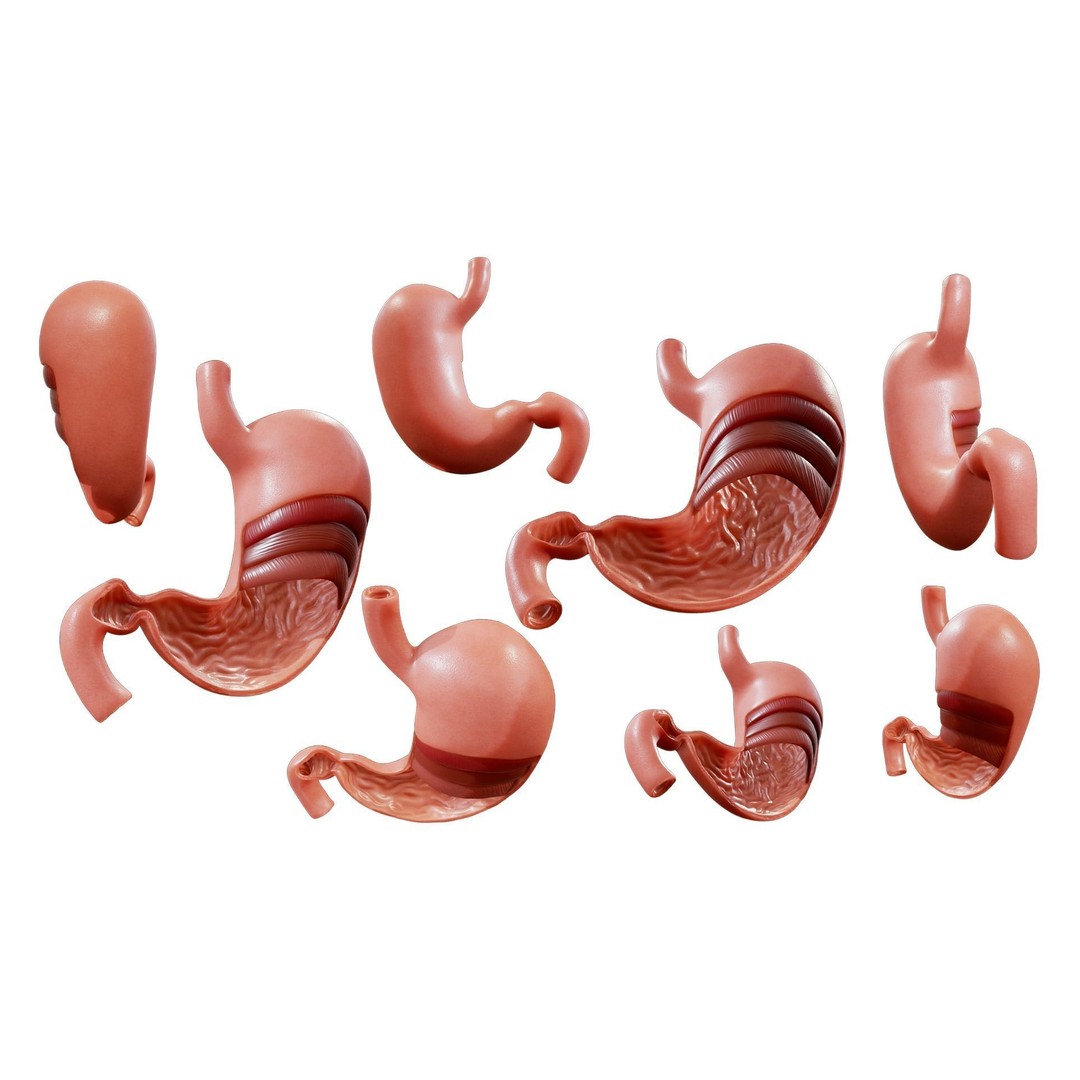 Stomach Cross Section 3D Model – PBR Anatomy Asset, FBX, OBJ - View 3