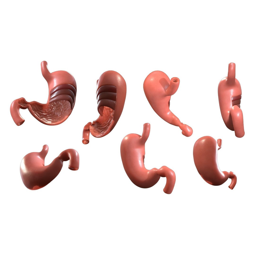 Stomach Cross Section 3D Model – PBR Anatomy Asset, FBX, OBJ - View 4