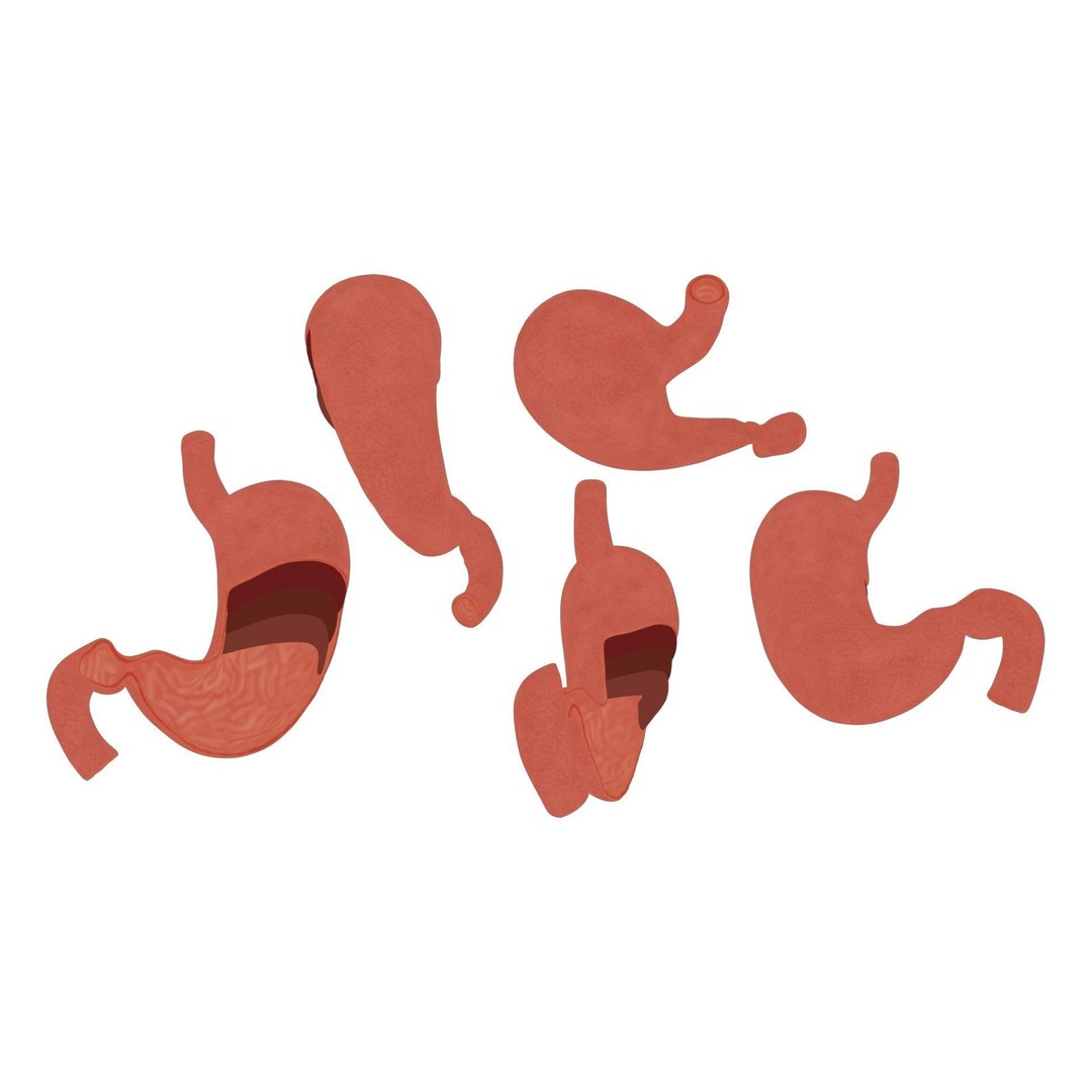Stomach Cross Section 3D Model – PBR Anatomy Asset, FBX, OBJ - View 5